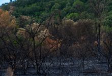 Área de floresta queimada em contraste com uma vegetação verde ao redor