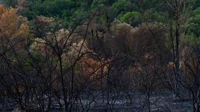 Área de floresta queimada em contraste com uma vegetação verde ao redor