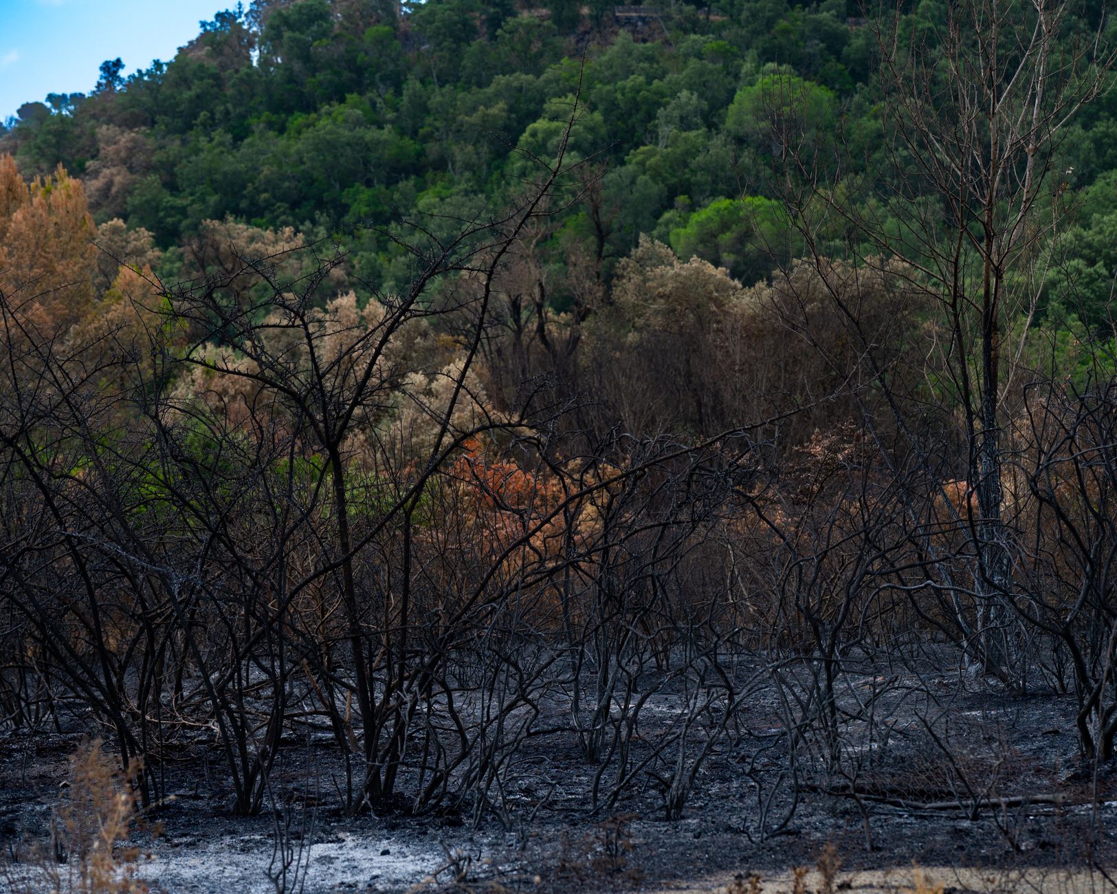 Área de floresta queimada em contraste com uma vegetação verde ao redor